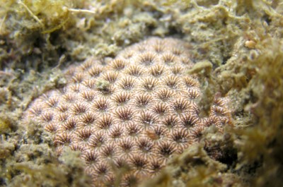 福爾摩沙偽絲珊瑚群體 -莊曜陽攝 林務局提供